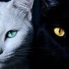 bleu_mosta